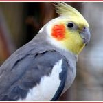 cockatiel9
