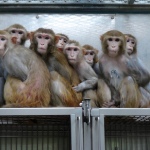 Monkeys-Huddle-Together-in-NIH-Lab1