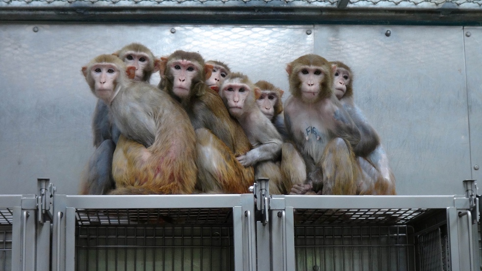 Monkeys-Huddle-Together-in-NIH-Lab1