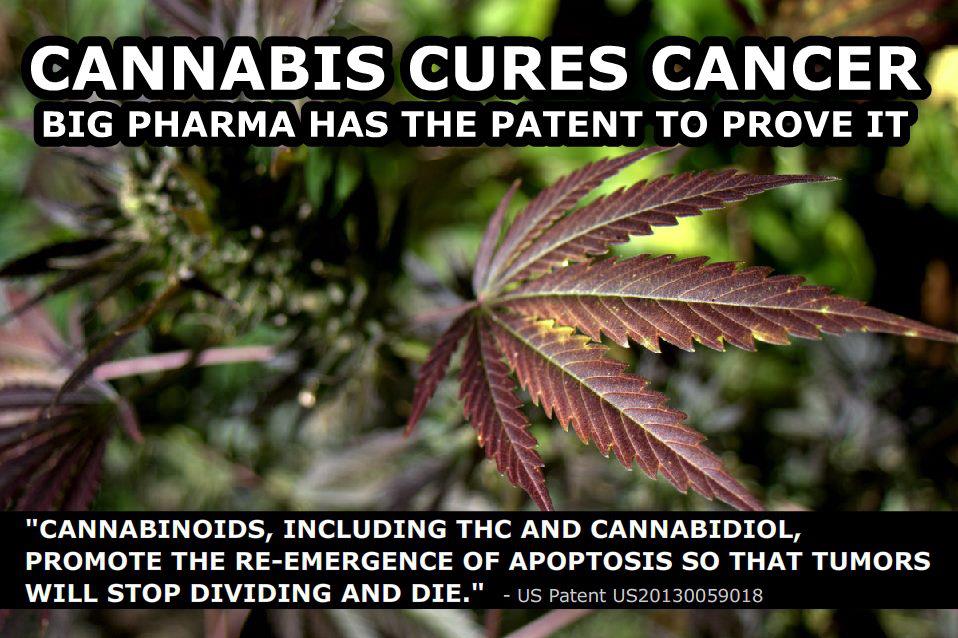 cannabis_cures